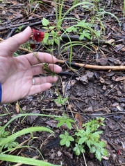 Potentilla thurberi