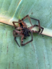Cupiennius salei