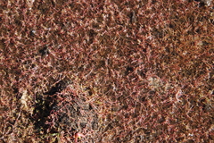 Crassula natans