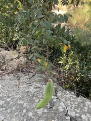 Pistacia terebinthus palaestina