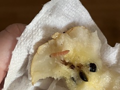 Pterygota