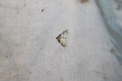 Lobophora nivigerata