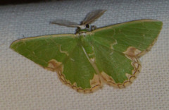 Comibaena bajularia