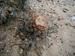 Tephrocactus alexanderi