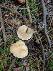 Hydnum rufescens