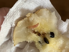 Pterygota