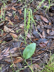 Malaxis macrostachya