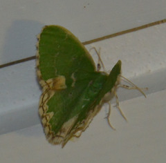 Comibaena bajularia
