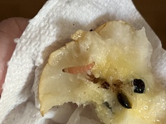 Pterygota