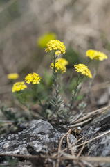 Alyssum montanum