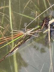 Pisaurina brevipes