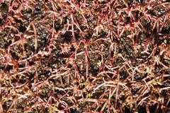 Crassula natans