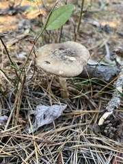 Amanita morrisii