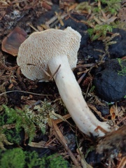 Hydnum rufescens