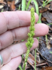 Malaxis macrostachya