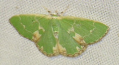 Comibaena bajularia
