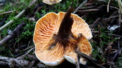 Hygrophoropsis