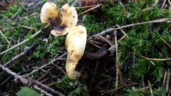 Hygrophoropsis