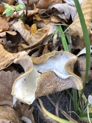 Tapinella panuoides