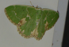 Comibaena bajularia