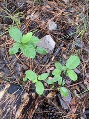 Frangula betulifolia