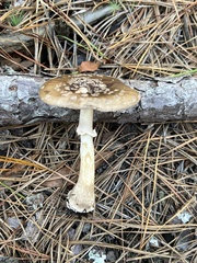 Amanita morrisii