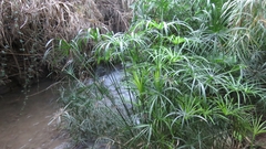 Cyperus alternifolius