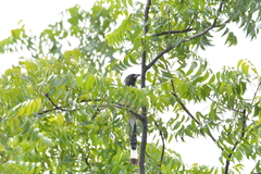 Dendrocitta vagabunda