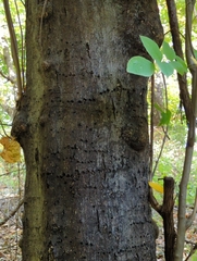 Cladrastis kentukea