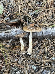 Amanita morrisii