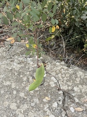 Pistacia terebinthus palaestina