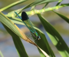 Calopteryx syriaca