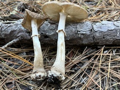 Amanita morrisii