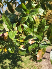 Quercus imbricaria
