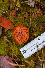 Suillus spectabilis