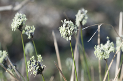 Sesleria sadleriana