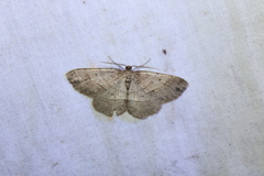 Melanolophia