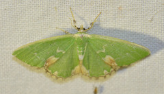 Comibaena bajularia
