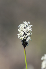Sesleria sadleriana