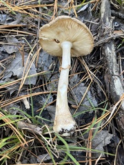 Amanita morrisii