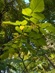 Cladrastis kentukea