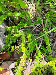 Oplonia spinosa