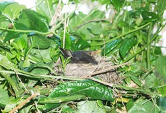 Turdus merula merula