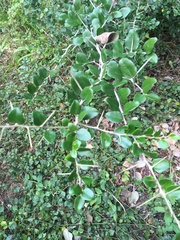Dovyalis rhamnoides
