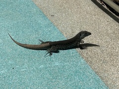 Pholidoscelis exsul