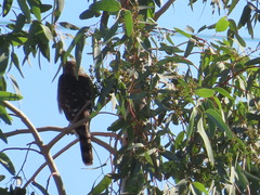 Accipiter cooperii