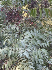 Pistacia terebinthus
