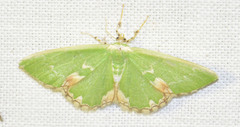Comibaena bajularia