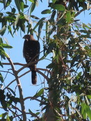 Accipiter cooperii