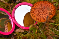 Suillus spectabilis